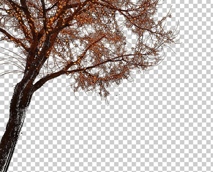 Light Nightscape PNG, Clipart, Branch, Christmas Lights, Download, Evening, Gratis Free PNG Download