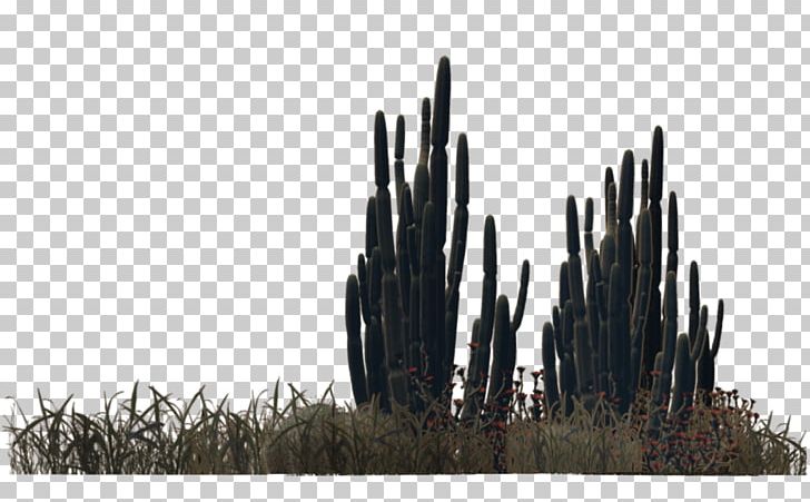 Plant Desert Cactaceae PNG, Clipart, Black And White, Cactaceae, Cactus, Desert, Deviantart Free PNG Download