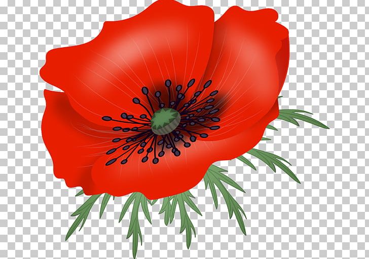 Photography Others Flower PNG, Clipart, Anemone, Annual Plant, Computer Graphics, Computer Icons, Coquelicot Free PNG Download