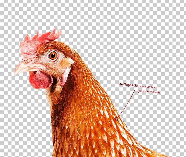 Rooster Chicken Hartmann Verpackung GmbH Paper Hartmann-Verpackung Gesellschaft MbH PNG, Clipart,  Free PNG Download