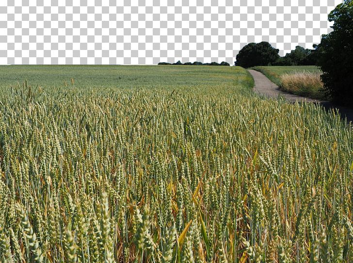 The Wheat Field Triticale Cereal Barley PNG, Clipart, Agriculture, Background Green, Barley, Cereals, Commodity Free PNG Download