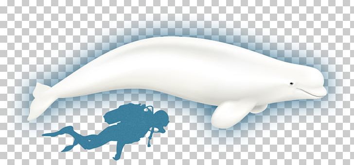 Tucuxi Common Bottlenose Dolphin Beluga Whale Sperm Whale Baffin Bay PNG, Clipart, Animal, Arctic, Baffin, Beluga, Blue Whale Free PNG Download
