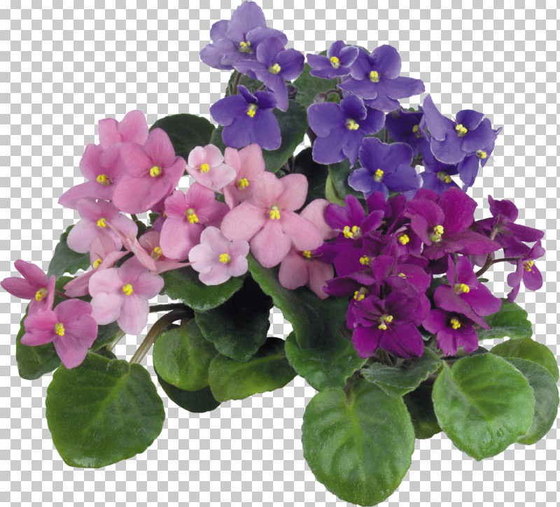 Violet Magazin "udachnyy" Tangible Good Service Houseplant PNG, Clipart, African Violets, Annual Plant, Fertilizer, Flower, Houseplant Free PNG Download