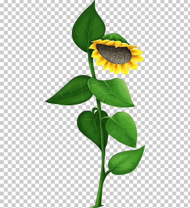 Common Sunflower PNG, Clipart, Common Sunflower, Download, Flora, Flower, Flowering Plant Free PNG Download
