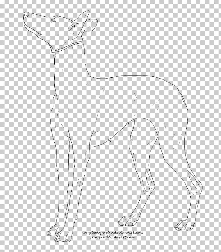 Dog Breed Ibizan Hound Italian Greyhound Whippet Pharaoh Hound PNG, Clipart, Artwork, Basset Hound, Black And White, Breed, Carnivoran Free PNG Download