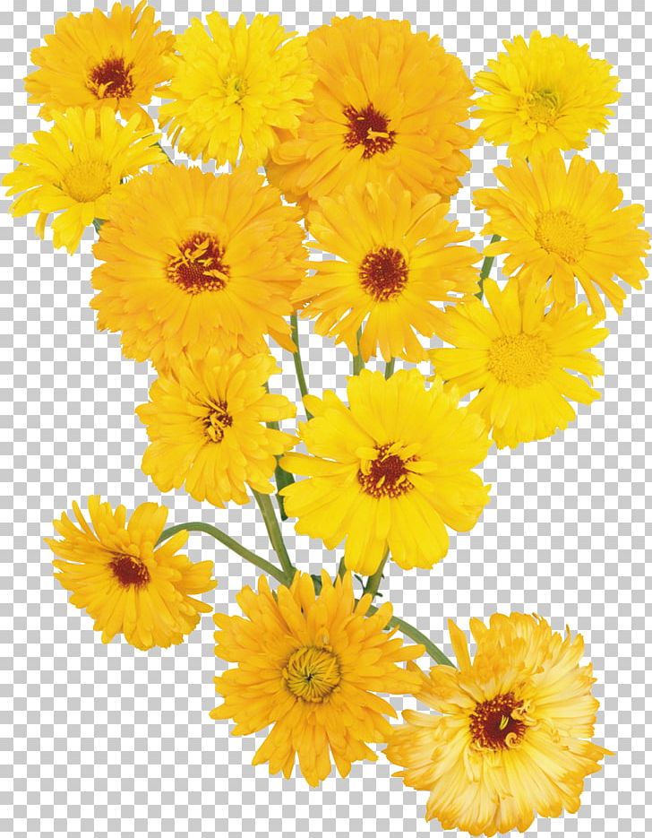 Cut Flowers Transvaal Daisy Tulip Petal PNG, Clipart, Annual Plant, Calendula, Chrysanthemum, Chrysanths, Cut Flowers Free PNG Download