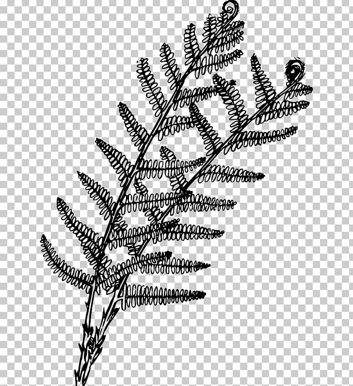 Plant Fern Coloring Book Drawing PNG, Clipart, Athyrium Filixfemina, Black And White, Book, Branch, Coloring Book Free PNG Download