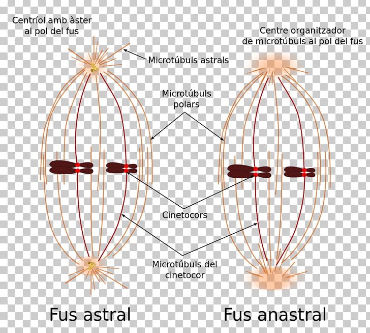 Spindle Apparatus Mitosis Microtubule Kinetochore PNG, Clipart, Anaphase, Angle, Catalan Wikipedia, Cell Division, Centromere Free PNG Download
