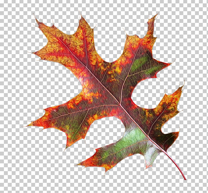 Maple Leaf PNG, Clipart, Autumn, Black Maple, Black Oak, Deciduous, Flower Free PNG Download