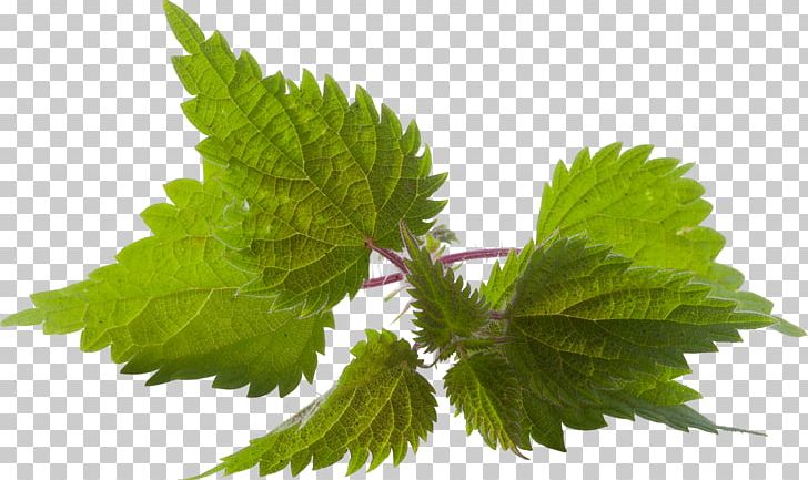 Common Nettle Hair Oil Washing Herb PNG, Clipart, Bottle, Common Nettle, Cream, Hair, Herb Free PNG Download