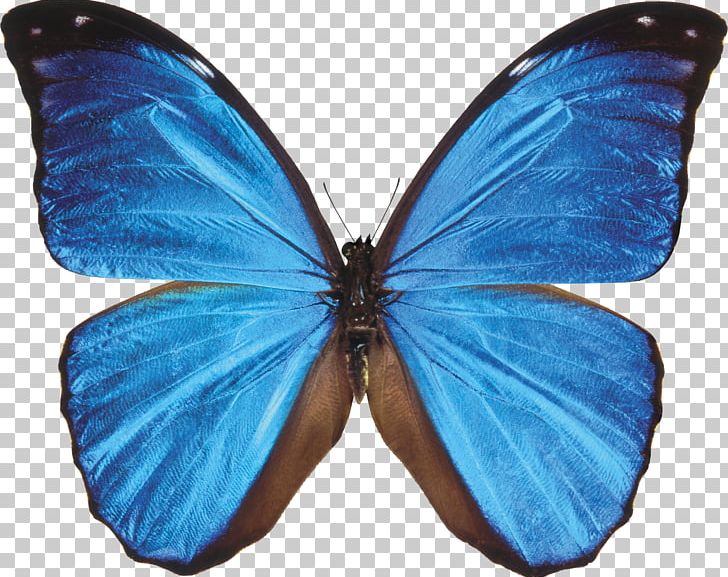 Monarch Butterfly Morpho Menelaus Morpho Didius Blue PNG, Clipart, Arthropod, Blue, Blue Butterfly, Brush Footed Butterfly, Butterflies And Moths Free PNG Download