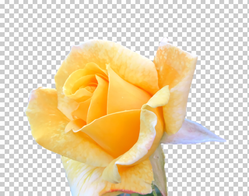 Garden Roses PNG, Clipart, Cut Flowers, Flower, Garden, Garden Roses, Petal Free PNG Download