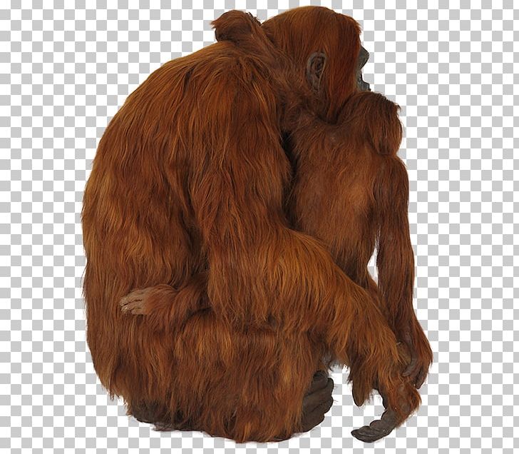 Orangutan Chimpanzee Gorilla Primate PNG, Clipart, Animal, Ape, Bornean Orangutan, Chimpanzee, Com Free PNG Download