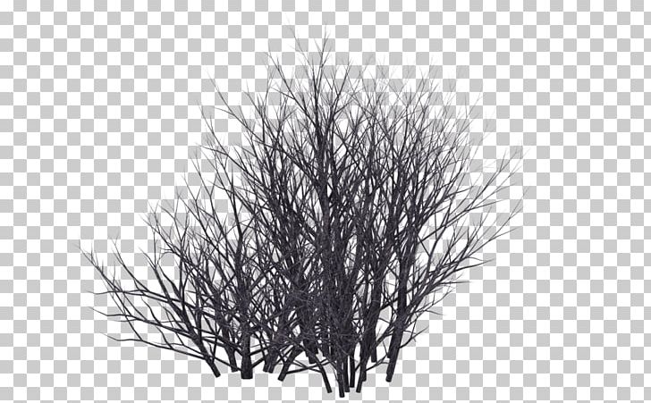 Shrub Tree PNG, Clipart, Black And White, Branch, Desert, Drawing, Grass Free PNG Download
