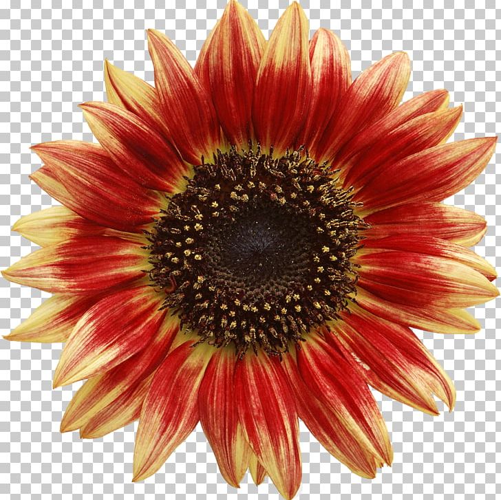 Common Sunflower Red Sunflower PNG, Clipart, Asterales, Blanket Flowers, Common Sunflower, Coneflower, Cut Flowers Free PNG Download