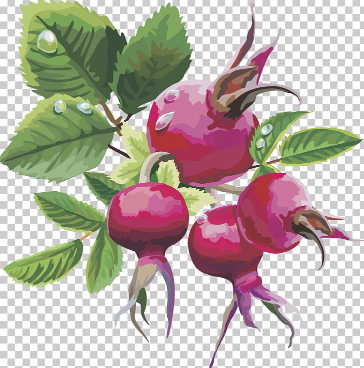 Frutti Di Bosco Fruit Euclidean PNG, Clipart, Apple Fruit, Auglis, Berry, Blueberry, Branch Free PNG Download