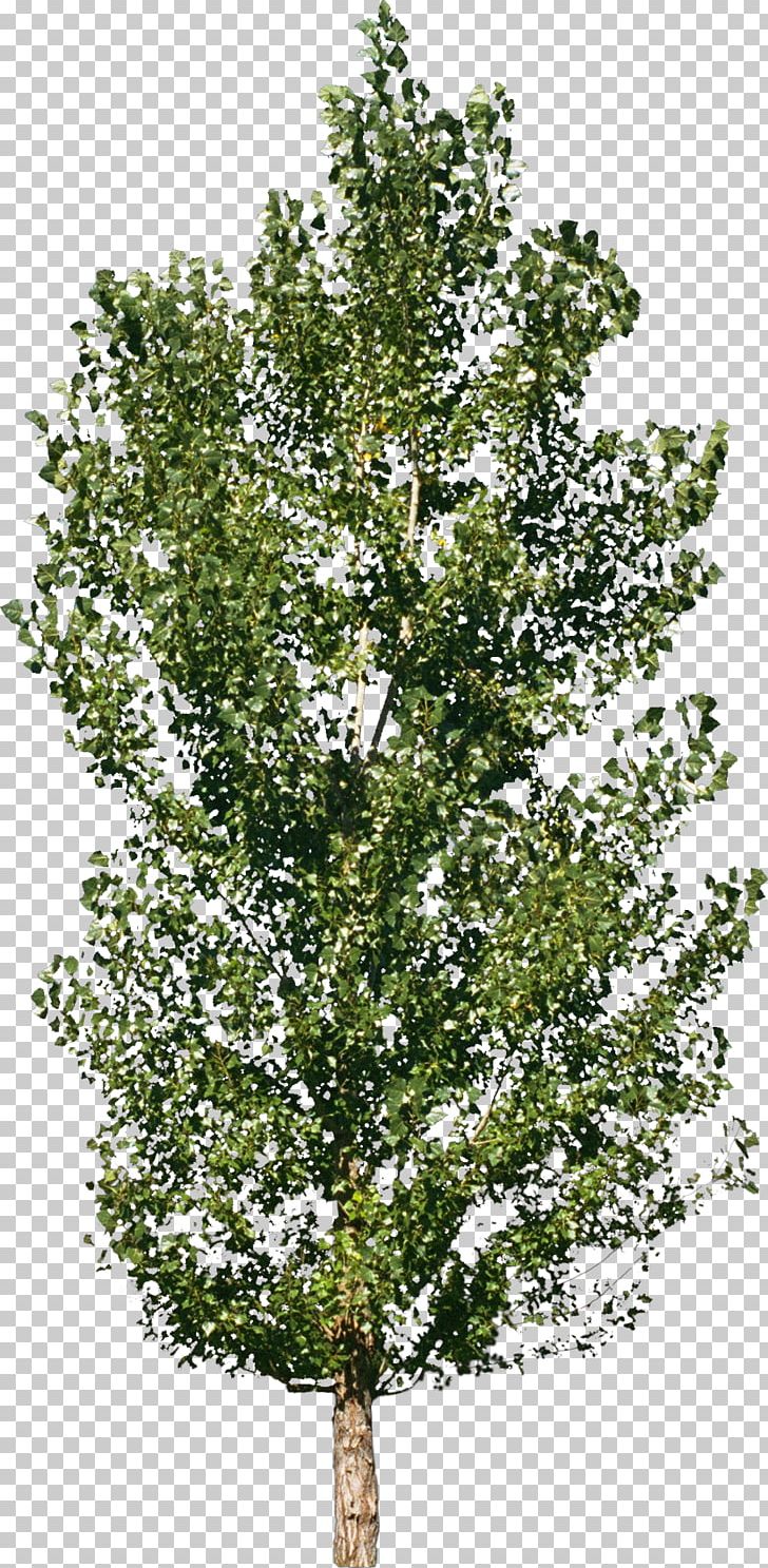 Tree Forest Material Shrub PNG, Clipart, Birch, Branch, Bushes, Crown, Forest Free PNG Download