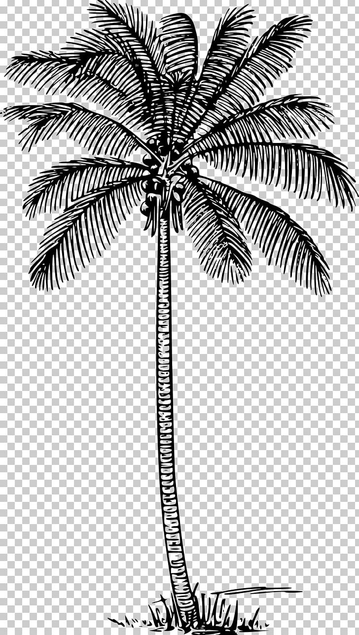 Arecaceae Tree Brahea Armata PNG, Clipart, Arecaceae, Arecales, Black And White, Blue, Borassus Flabellifer Free PNG Download