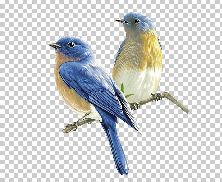 Bird Computer Icons PNG, Clipart, Animals, Beak, Bird, Bird Flight, Bluebird Free PNG Download