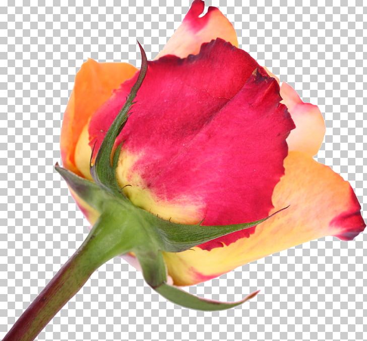 Cut Flowers Garden Roses Tulip PNG, Clipart, Bud, Closeup, Cut Flowers, Flower, Flowering Plant Free PNG Download