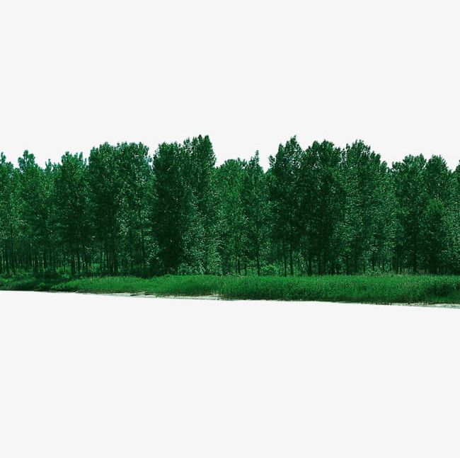 Forest Forested PNG, Clipart, Agriculture, Backgrounds, Blue, Day, Environment Free PNG Download
