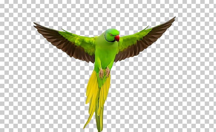 Parrot Lovebird Flight Cockatiel PNG, Clipart, Animals, Beak, Bird, Blueandyellow Macaw, Cockatiel Free PNG Download