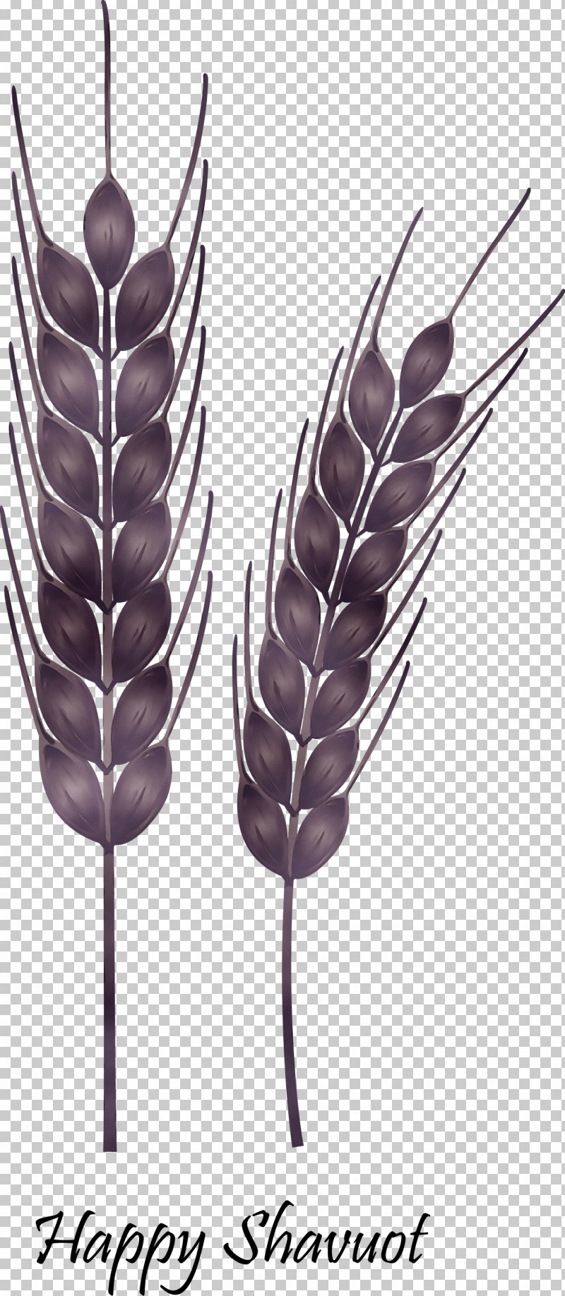 Wheat PNG, Clipart, Elymus Repens, Feather, Food Grain, Grass, Grass Family Free PNG Download