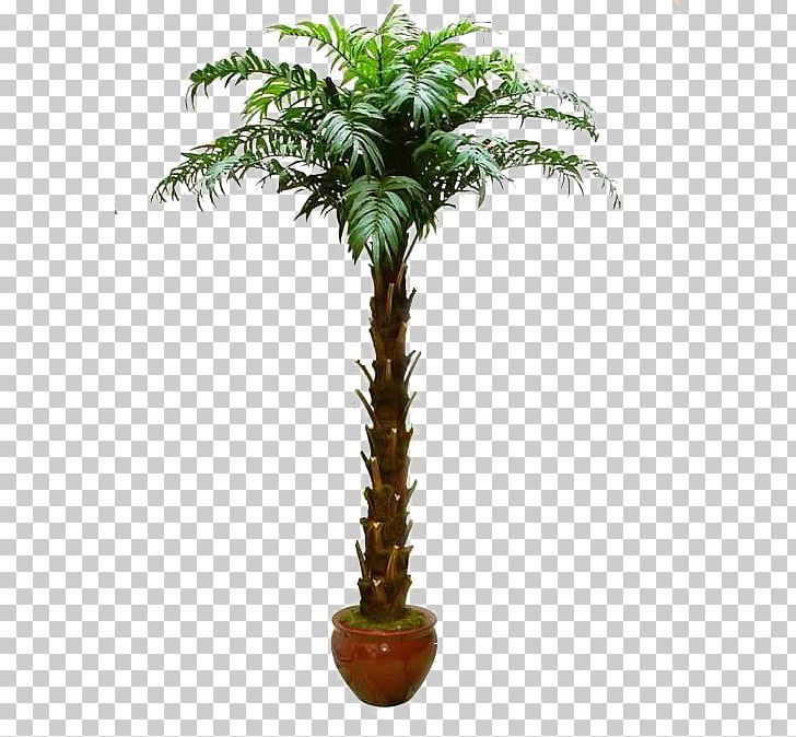 Arecaceae Tree Bonsai Washingtonia Filifera Greening PNG, Clipart, Arecaceae, Arecales, Bonsai, Coconut, Date Palm Free PNG Download