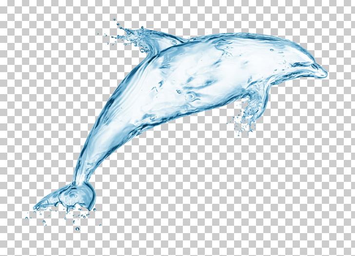 Common Bottlenose Dolphin White-beaked Dolphin Short-beaked Common Dolphin Rough-toothed Dolphin PNG, Clipart, Animals, Beak, Bottlenose Dolphin, Cetacea, Desktop Wallpaper Free PNG Download