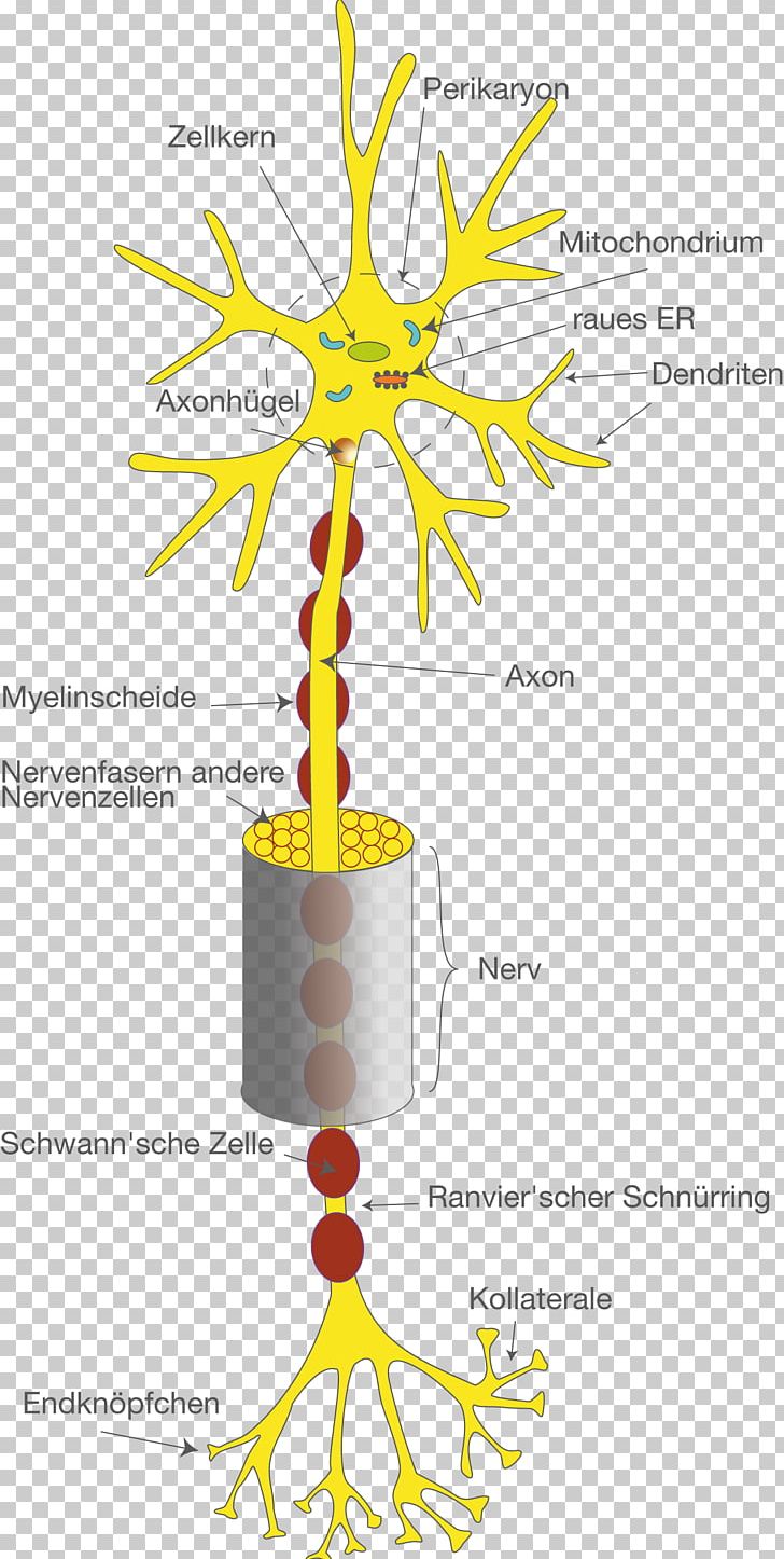 Neuron Collateraal Nervous System Dendrite Axon PNG, Clipart, Area, Astrocyte, Axon, Brain, Cell Free PNG Download