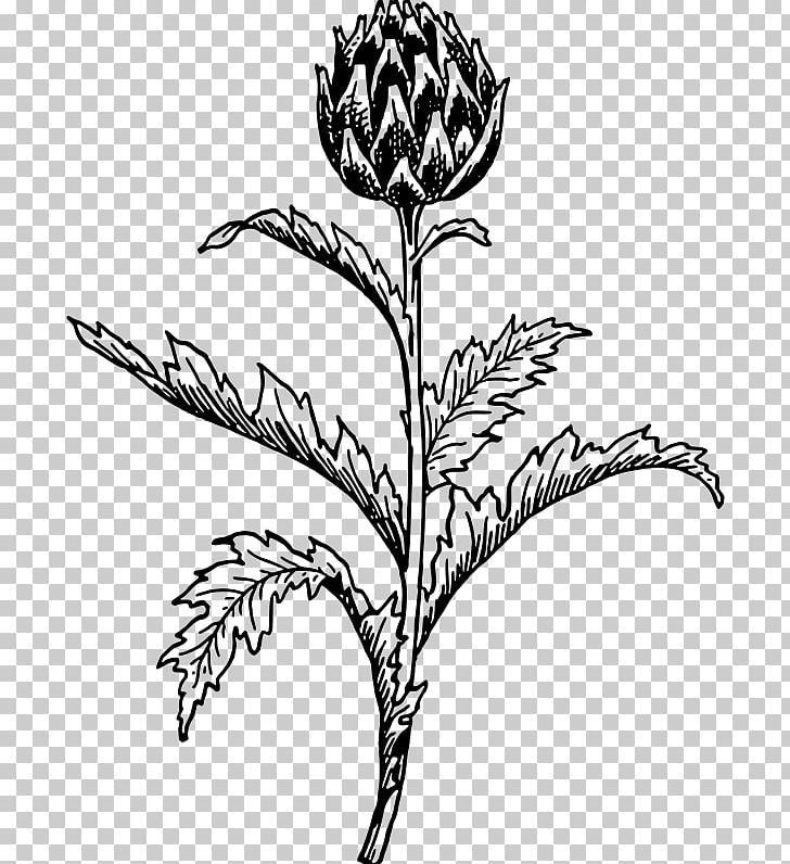 Artichoke Thistle Drawing Botany PNG, Clipart, Artichoke, Artwork, Black And White, Botanical Illustration, Botany Free PNG Download