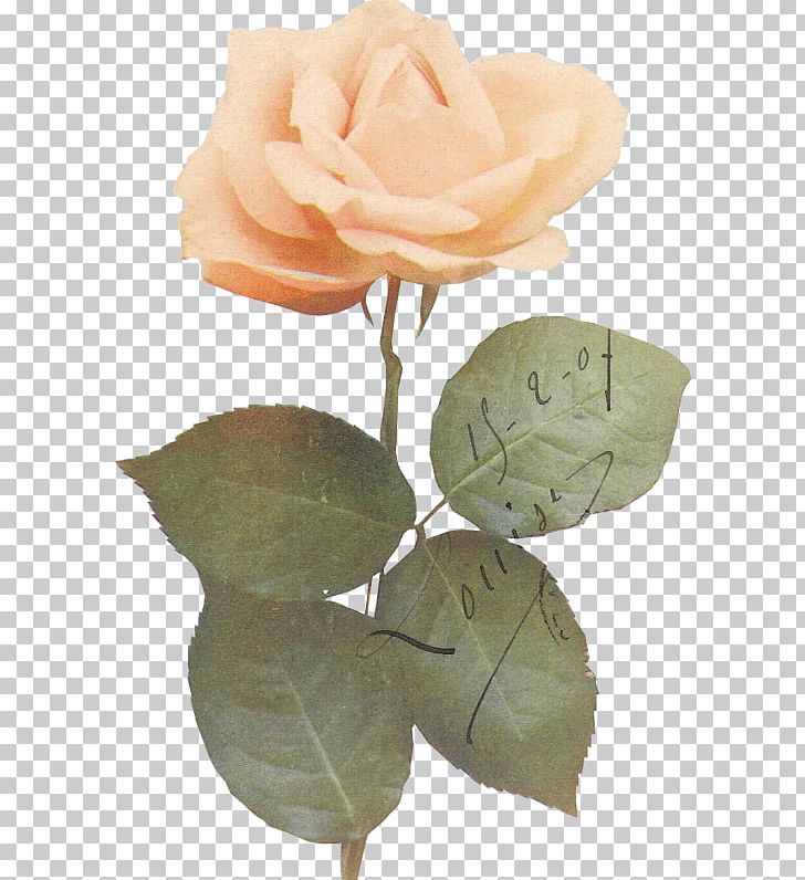 Garden Roses Cabbage Rose Leaf Petal Plant Stem PNG, Clipart, Cabbage Rose, Cut Flowers, Flower, Flowering Plant, Garden Free PNG Download