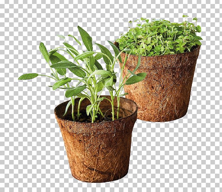 Herb Tarragon Common Sage Oregano Parsley PNG, Clipart, Basil, Common Sage, Dill, Fines Herbes, Flowerpot Free PNG Download
