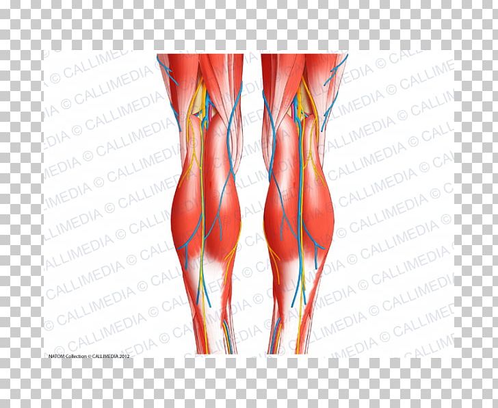 Knee Tendon Human Body Human Anatomy PNG, Clipart, Abdomen, Anatomy, Arm, Blood Vessel, Bone Free PNG Download