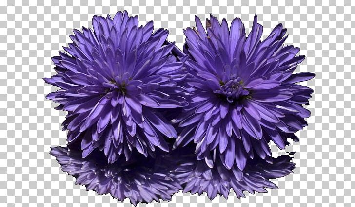 New York Aster Purple Sweet Violet Flower PNG, Clipart, Annual Plant, Aster, Chrysanthemum, Chrysanths, Daisy Family Free PNG Download