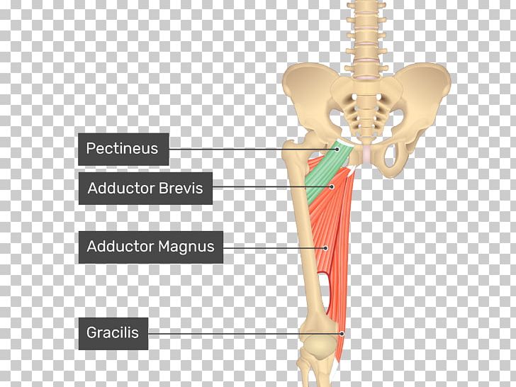 Pectineus Muscle Sartorius Muscle Gracilis Muscle Anatomy PNG, Clipart, Anatomy, Arm, Bone, Chiropractor, Femur Free PNG Download