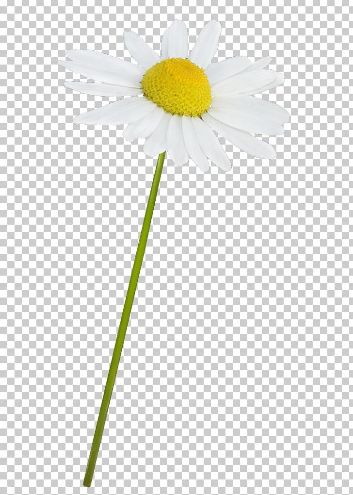Common Daisy Oxeye Daisy Roman Chamomile Mayweed PNG, Clipart, Chamaemelum Nobile, Chamomile, Common Daisy, Daisies, Daisy Free PNG Download