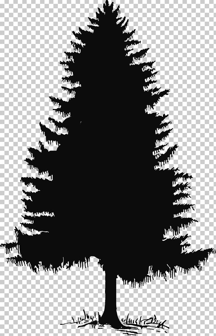 Evergreen Tree Pine Silhouette PNG, Clipart, Black And White, Branch, Cedar Tree, Christmas Tree, Clip Art Free PNG Download