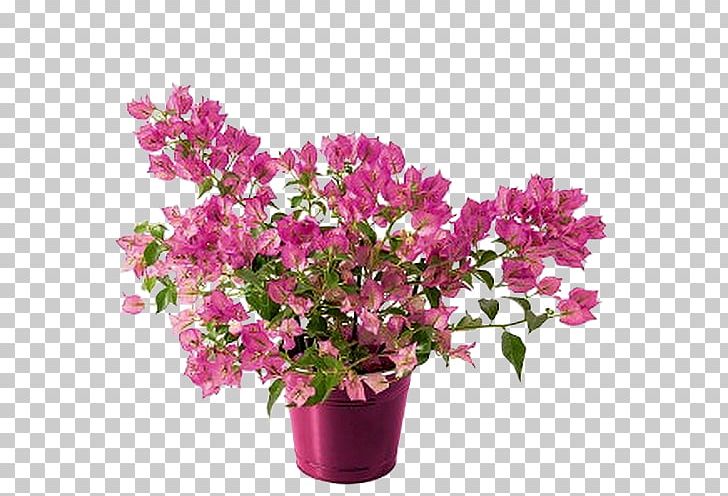 Flower Mother's Day Azalea Bougainvillea Plant PNG, Clipart, Annual Plant, Christmas, Coffret Cadeau, Cut Flowers, Flo Free PNG Download