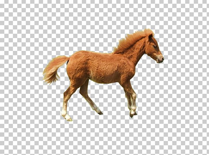 Hackney Pony Foal Mane Hackney Horse PNG, Clipart, Animal Figure, Art, Avatan, Avatan Plus, Colt Free PNG Download