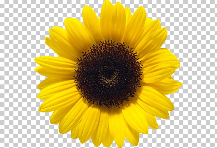 Common Sunflower PNG, Clipart, Annual Plant, Common Sunflower, Daisy Family, Desktop Wallpaper, Display Resolution Free PNG Download