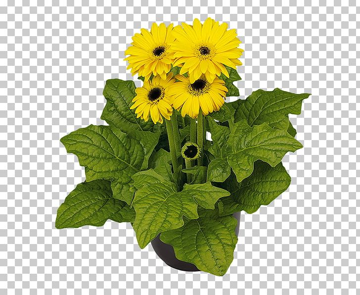 Transvaal Daisy Sunflower M Cut Flowers Annual Plant PNG, Clipart, Annual Plant, Cut Flowers, Daisy Family, Flori, Flower Free PNG Download