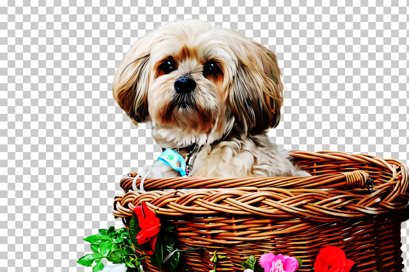 Dog Shih Tzu Puppy Lhasa Apso Basket PNG, Clipart, Basket, Companion Dog, Dog, Lhasa Apso, Puppy Free PNG Download