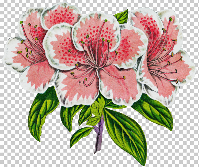 Flower Plant Peruvian Lily Cut Flowers Pink PNG, Clipart, Cut Flowers, Flower, Peruvian Lily, Petal, Pink Free PNG Download