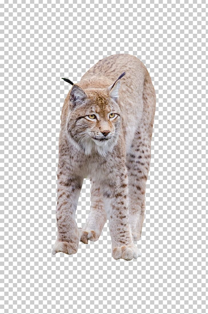 Bobcat Wildcat California Spangled PNG, Clipart, Animal, Bobcat, California Spangled, Carnivoran, Cat Free PNG Download
