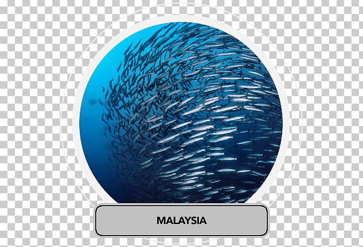 Fish Stock Overfishing Fishery PNG, Clipart, Animals, Business, Electric Blue, Fish, Fisheries Management Free PNG Download