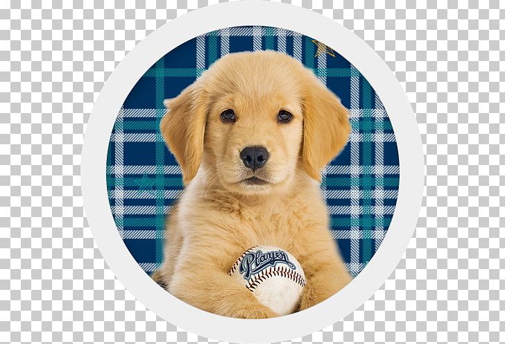 Golden Retriever Labrador Retriever Puppy Poodle Bernese Mountain Dog PNG, Clipart, Animals, Bernese Mountain Dog, Carnivoran, Cat, Chew Toy Free PNG Download