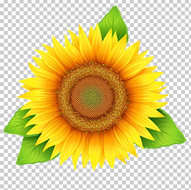 Graphics Stock Photography Illustration PNG, Clipart, Closeup, Common Sunflower, Daisy Family, Flower, Flowering Plant Free PNG Download