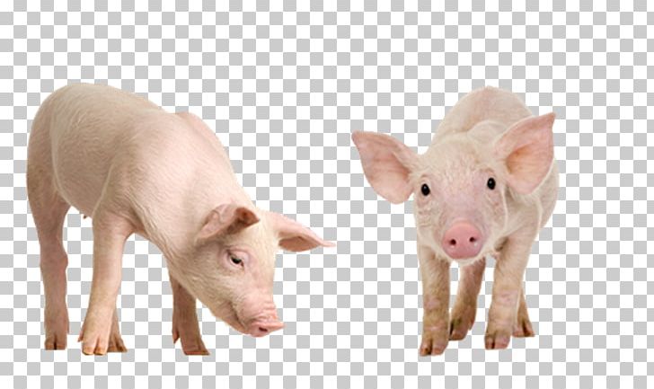 Miniature Pig Wild Boar The Sheep-Pig Stock Photography PNG, Clipart, Animal, Animal Welfare, Clip Art, Domestic Pig, Gorra Free PNG Download