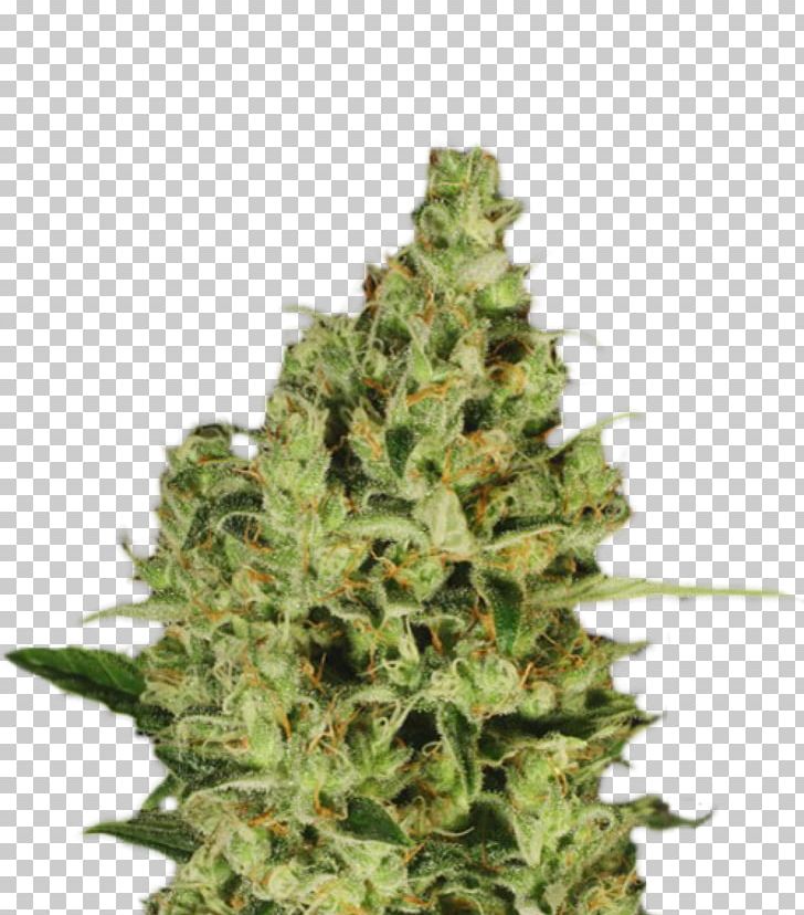 Paradise Seeds Autoflowering Cannabis Seed Bank Seed Company PNG, Clipart, Autoflowering Cannabis, Cannabis, Cannabis Cultivation, Cannabis Sativa, Fem Free PNG Download